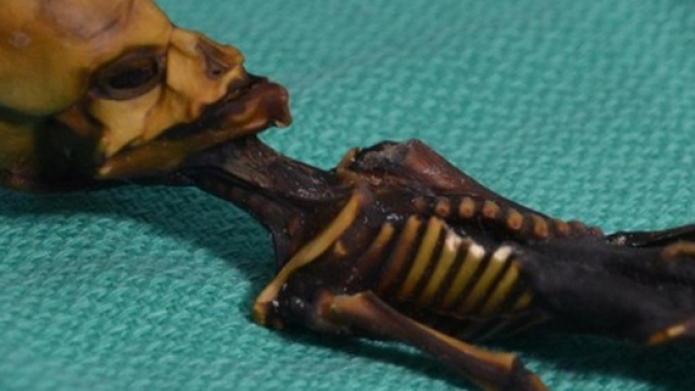 Scheletro alieno trovato nel deserto del Cile: ecco di cosa si tratta