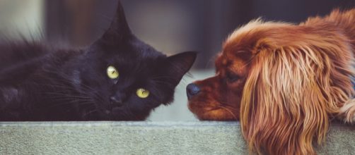 It was discovered that euthanized cats and dogs were being used as a pet food ingredient [Image credit: Pixabay]