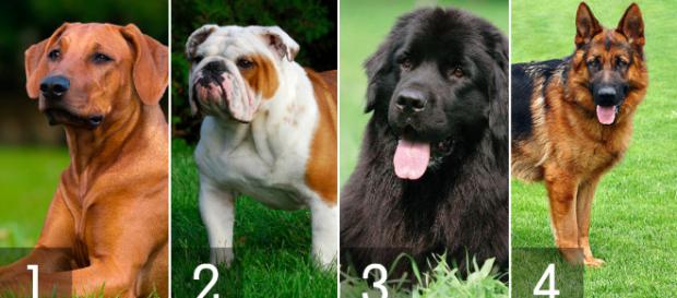 Gosta de cães? Veja as raças mais caras Gosta de cães? Veja as raças mais caras