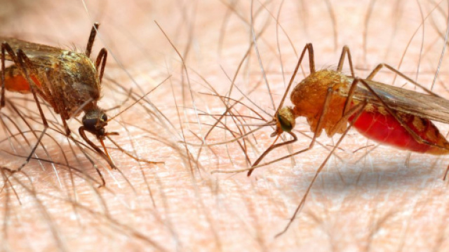 Trento: bimba di 4 anni morì per malaria, un'infermiera indagata