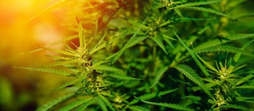 El cannabis es legal en muchos estados ahora para uso recreativo y medicinal, pero todavía hay confusión sobre cómo usarlo