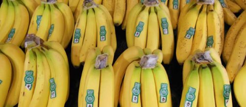 El hongo mortal puede ser combatido por los bananos transgénicos