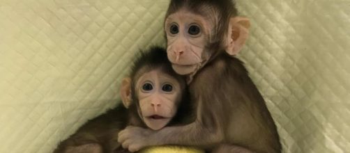Zhong Zhong e Hua Hua, prime scimmie clonate - lastampa.it