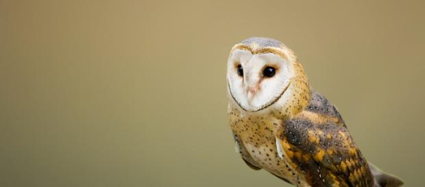 Los científicos son de la opinión de que los humanos perdieron su capacidad regenerativa en algún momento de su evolución Los científicos son de la opinión de que los humanos perdieron su capacidad regenerativa en algún momento de su evolución