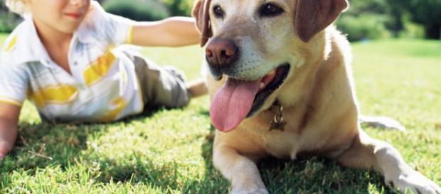 mejores razas de perros que puedes tener como mascotas mejores razas de perros que puedes tener como mascotas