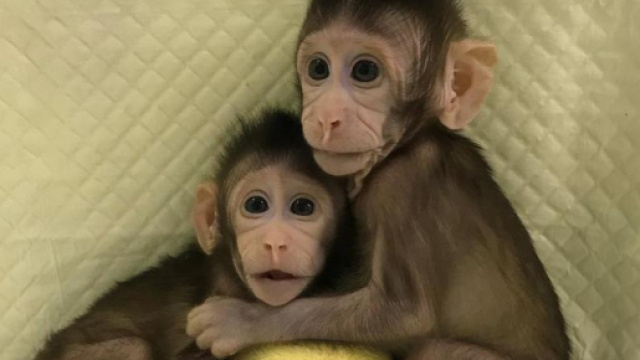 Zhong Zhong e Hua Hua, prime scimmie clonate - lastampa.it