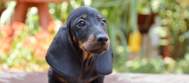 Dachshund filhote faz sucesso com suas orelhas Dachshund filhote faz sucesso com suas orelhas
