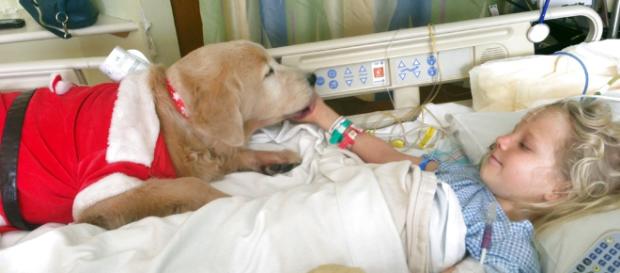 Los científicos revelaron que la genética puede jugar un papel muy importante en el por qué los perros se comportan de manera amistosa hacia Los científicos revelaron que la genética puede jugar un papel muy importante en el por qué los perros se comportan de manera amistosa hacia