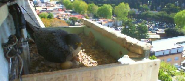 Mejores 13 imágenes de proyecto bird cam | Animales - pinterest.es Mejores 13 imágenes de proyecto bird cam | Animales - pinterest.es