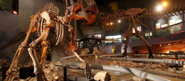 Un un joven descubrió accidentalmente los restos fosilizados de un Stegosmastodon de 1,2 millones de años en Nuevo México Un un joven descubrió accidentalmente los restos fosilizados de un Stegosmastodon de 1,2 millones de años en Nuevo México