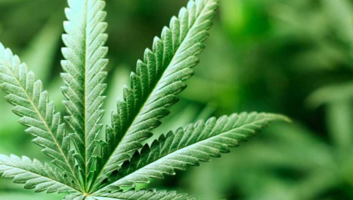 La Marijuana Potrebbe Aiutare A Disintossicarsi Da Alcol E Cocaina