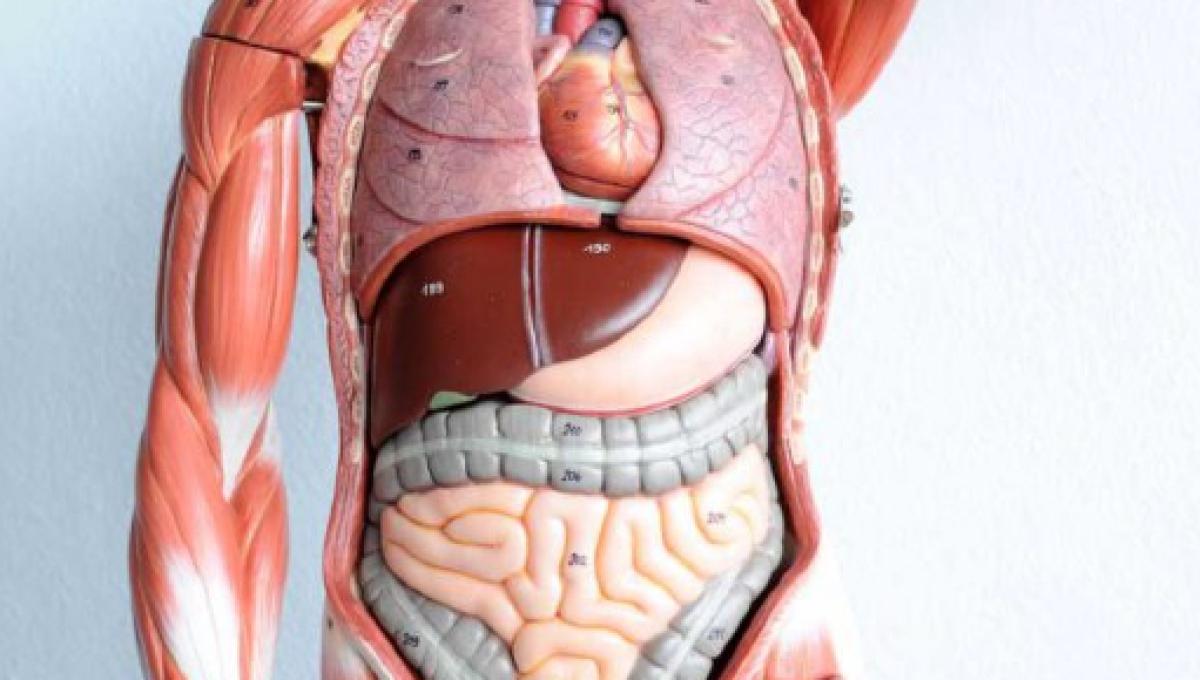 Interstizio L Organo Umano Responsabile Della Diffusione Dei Tumori