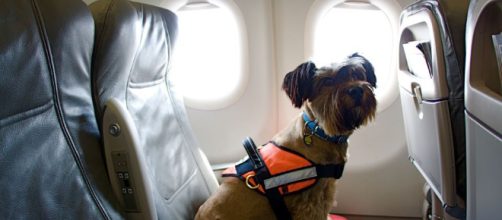 ¿Estás planeando un viaje con tu mascota? Considere estas tapas para un viaje sin problemas