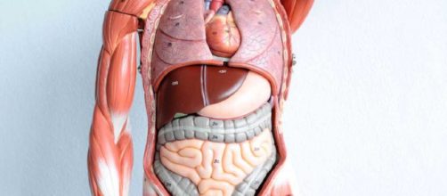 organi del corpo umano ecco i principali