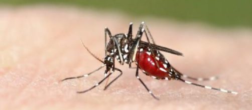 Qué es la malaria y cómo se transmite