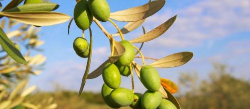 Remedios naturales y propiedades del olivo