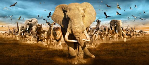 Especies migratorias vulnerables y en posible peligro de extinción Especies migratorias vulnerables y en posible peligro de extinción