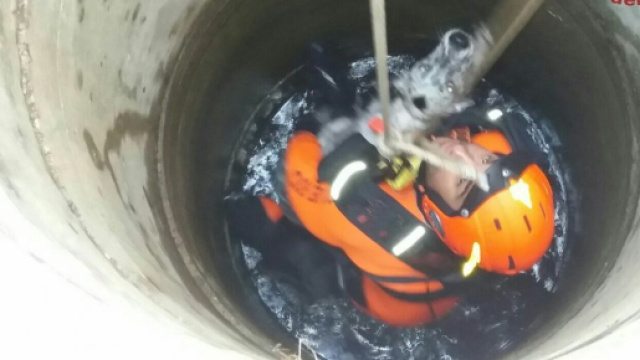 Varese, cane incastrato in un canale di scolo: salvato dai vigili del fuoco - castedduonline.it