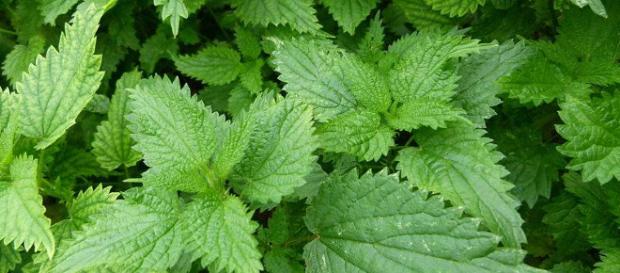 Infusión de ortiga: descubre sus increíbles propiedades ... - innatia.com Infusión de ortiga: descubre sus increíbles propiedades ... - innatia.com