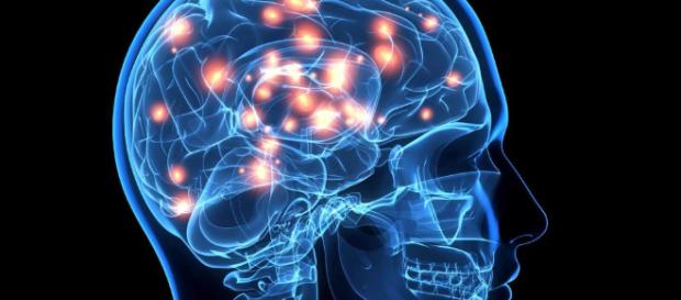 Por qué el cerebro humano es tan diferente al de los animales ... - elconfidencial.com Por qué el cerebro humano es tan diferente al de los animales ... - elconfidencial.com