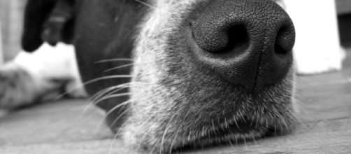 Cane annusa il naso della padrona e scopre un tumore