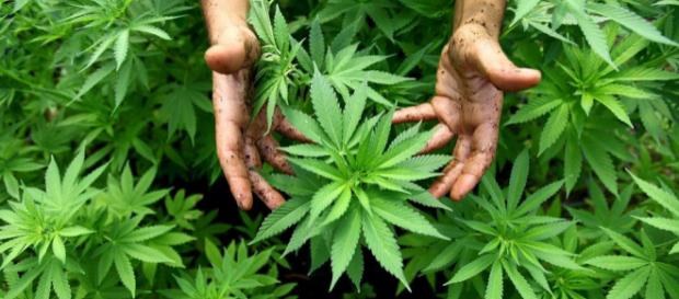 Cannabis: Trotz der Engpässe beim Medizinalhanf verzögert sich der Anbau weiterhin Cannabis: Trotz der Engpässe beim Medizinalhanf verzögert sich der Anbau weiterhin