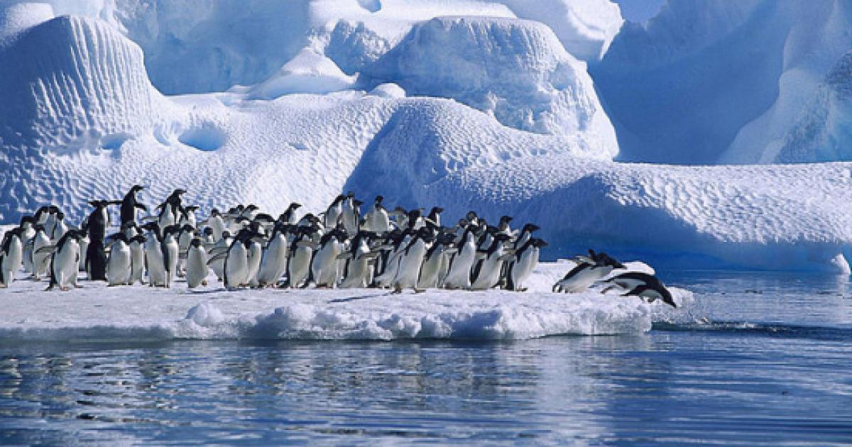 Nature’s well-kept secret - Adelie penguins not affected  