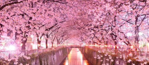 Hanami: i luoghi in Giappone dove ammirare i ciliegi in fiore ... - 361magazine.com