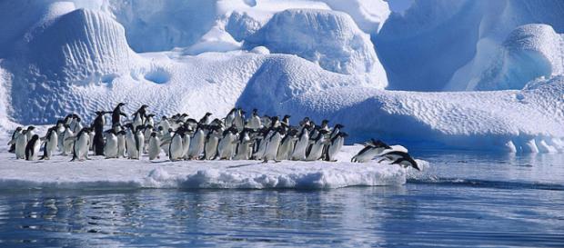 Adelie Penguins diving in Hope Bay, Antarctica (Image credit – Angell Williams, Wikimedia Commons) Adelie Penguins diving in Hope Bay, Antarctica (Image credit – Angell Williams, Wikimedia Commons)