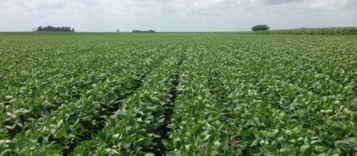 A Kansas soybean field by the United Soybean Board/Flickr