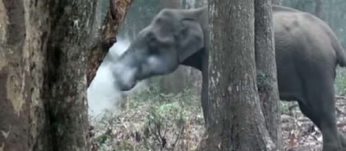 Video: el elefante que "fuma" y deja sorprendidos a los científicos - com.ar