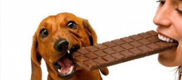 Atenção! Chocolate possui substâncias tóxicas para os pets. Atenção! Chocolate possui substâncias tóxicas para os pets.
