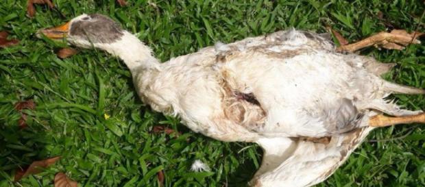 Nova matança misteriosa de animais ocorre em Curitiba. Nova matança misteriosa de animais ocorre em Curitiba.