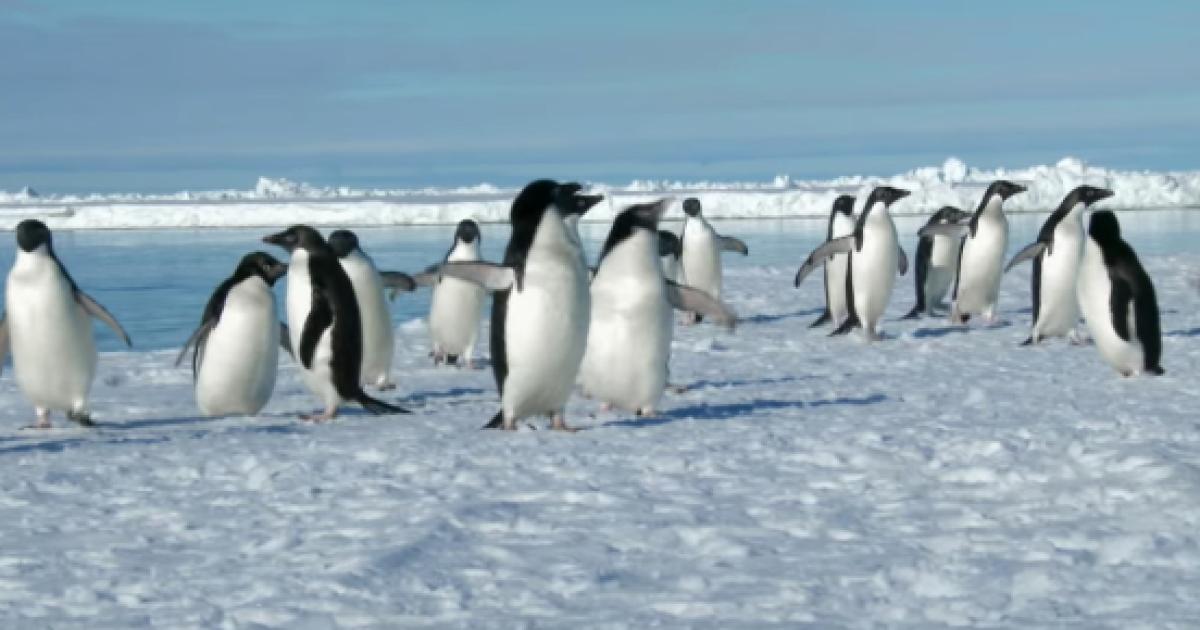 Secret Colony Of 1.5 Million Penguins Found On Antarctica