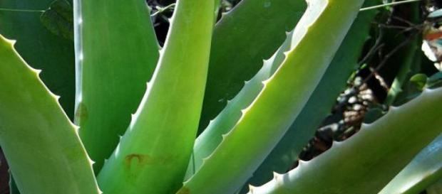 Aloe vera una de las mejores plantas del planeta. Aloe vera una de las mejores plantas del planeta.