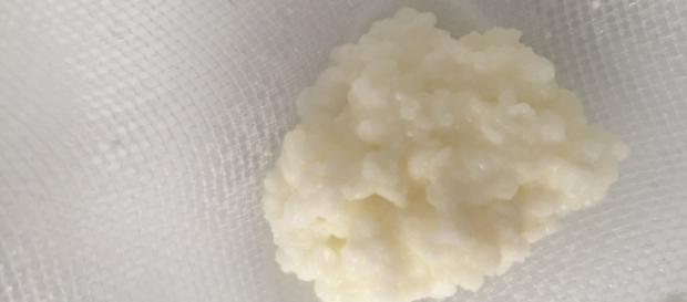 Efectos saludables del Kéfir: Alimento probiótico por excelencia - tribunaavila.com Efectos saludables del Kéfir: Alimento probiótico por excelencia - tribunaavila.com