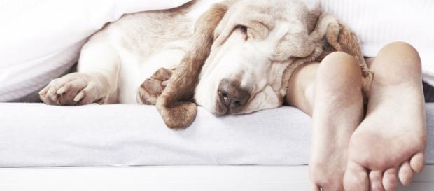 Es bueno que duermas con tu mascota? - The Luxonomist - theluxonomist.es Es bueno que duermas con tu mascota? - The Luxonomist - theluxonomist.es
