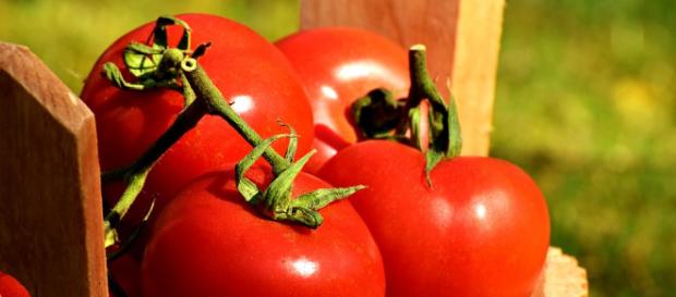 Sembrando tomates en casa de la mejor forma Sembrando tomates en casa de la mejor forma