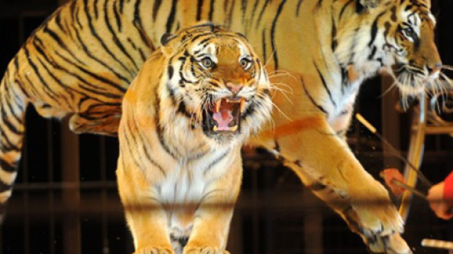 Uno spettacolo con le tigri al circo