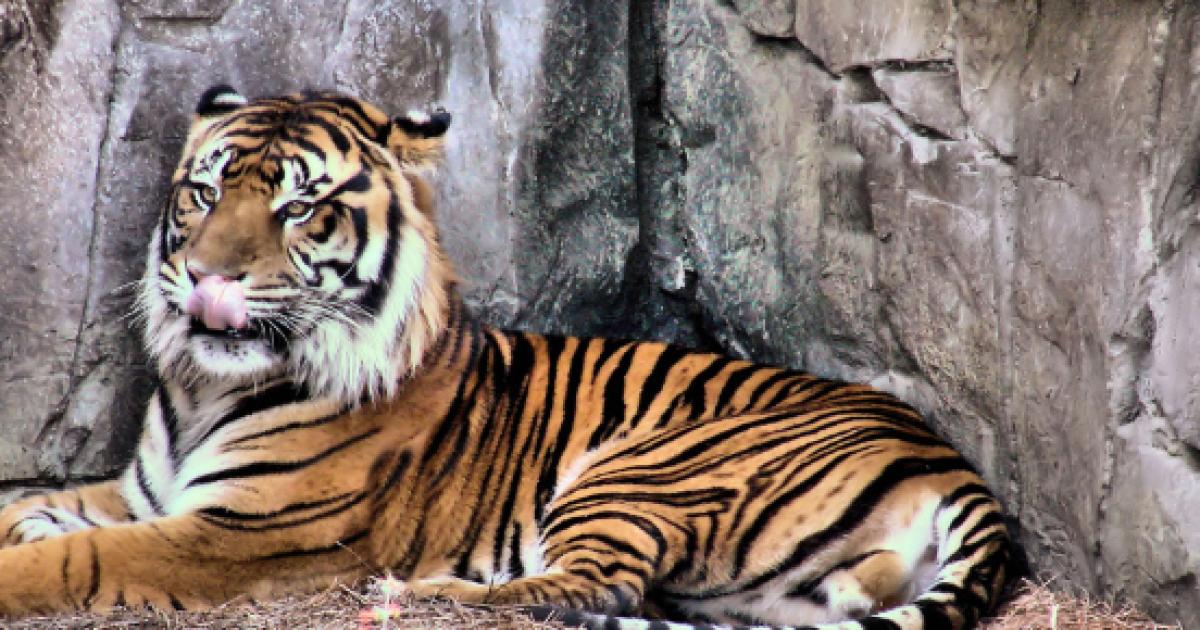 Villagers in Indonesia kill and disembowel a 'shapeshifting' tiger