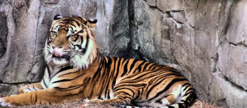 A Sumatran tiger relaxes in an unnamed zoo (Image via Michelle Galloway - Flickr)