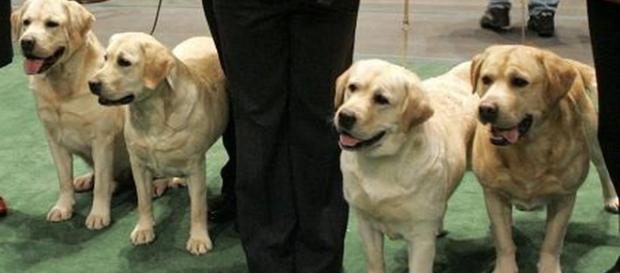 Los labradores se mantienen como perros favoritos en EU - prensa.com Los labradores se mantienen como perros favoritos en EU - prensa.com
