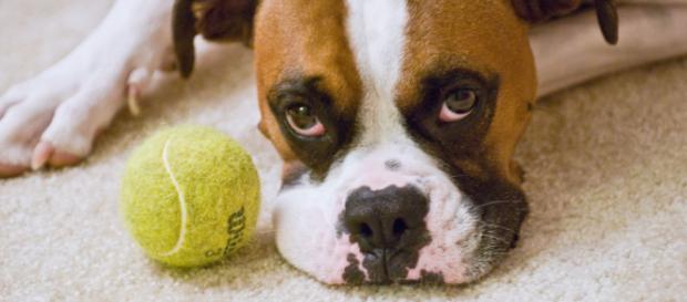 Los perros perciben su entorno en gran parte a través de su excelente sentido del olfato Los perros perciben su entorno en gran parte a través de su excelente sentido del olfato