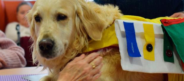 Mr.DOGS - Asociacion de perros de terapia y asistencia de Murcia ... - mrdogs.es Mr.DOGS - Asociacion de perros de terapia y asistencia de Murcia ... - mrdogs.es