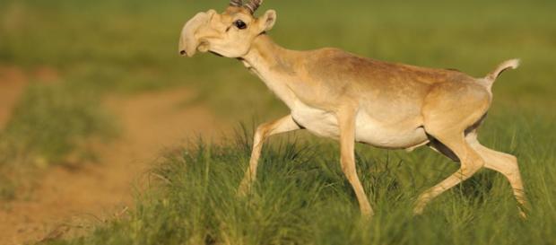 Una plaga amenaza a una especia de antílope en vías de extinción ... - republica.com Una plaga amenaza a una especia de antílope en vías de extinción ... - republica.com