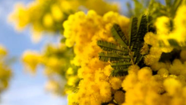 Festa della donna 2018, tutti gli eventi in programma a Padova e ... - padovaoggi.it