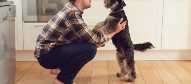 Cómo hablar con mi perro? - Consejos para una buena comunicación - expertoanimal.com Cómo hablar con mi perro? - Consejos para una buena comunicación - expertoanimal.com