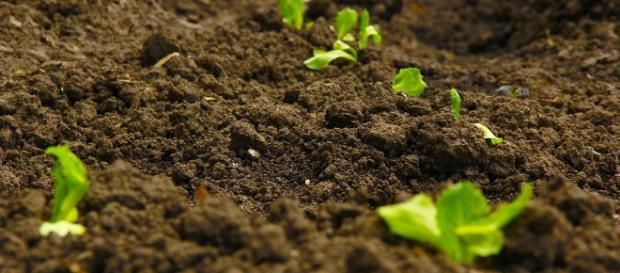 Consejos para regular el pH del cultivo Consejos para regular el pH del cultivo