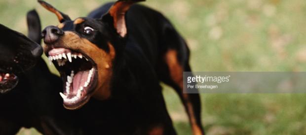 Entendiendo los ataques caninos | Getty Images - gettyimages.co.uk Entendiendo los ataques caninos | Getty Images - gettyimages.co.uk