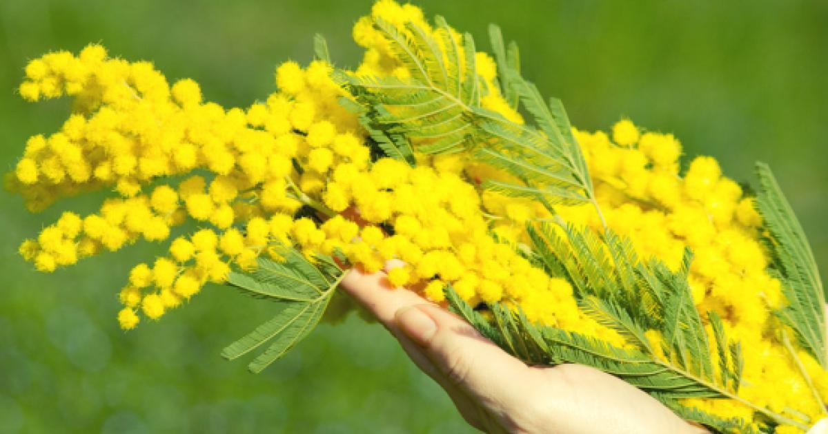 Perché La Mimosa è Il Simbolo Della Festa Della Donna Festa delle donne 2018: origine e storia